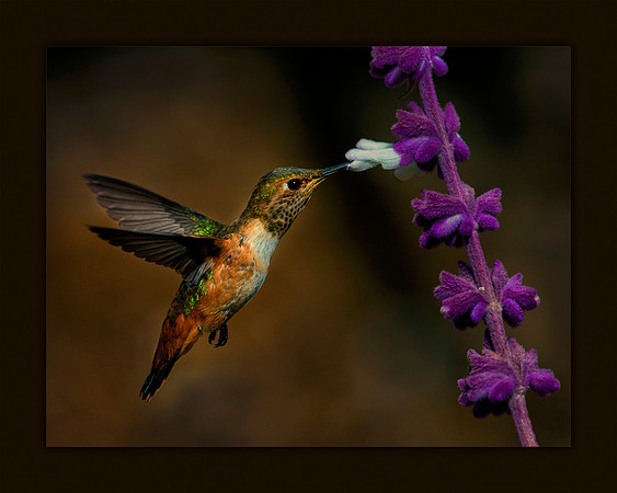 Feeding Time