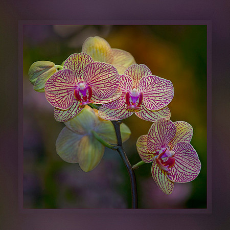 Charming Bloom