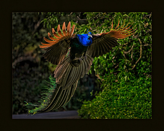 Flying Peacock