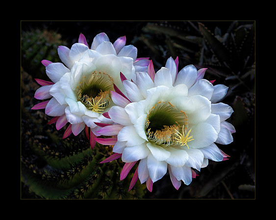 Desert Blooming