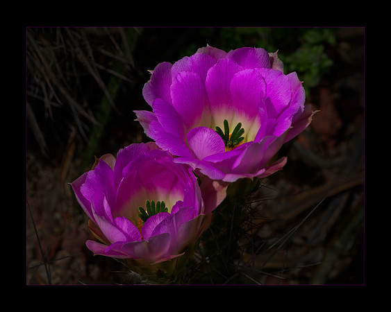 Purple Bloom