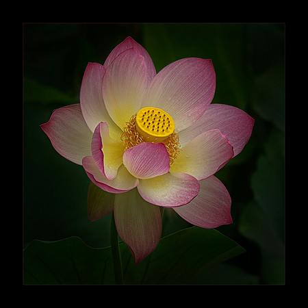Summer Bloom