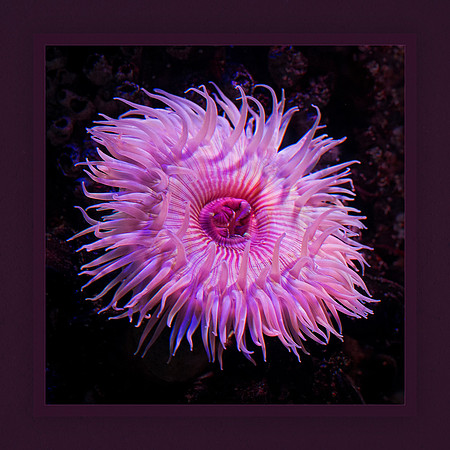 Underwater Beauty