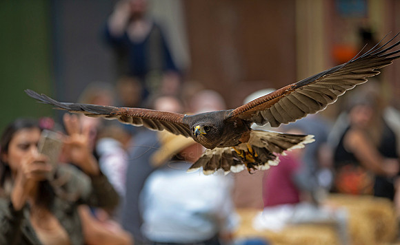 2019 The Renaissance Pleasure Faire