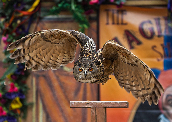 2019 The Renaissance Pleasure Faire